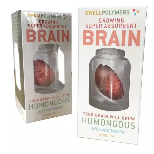 Extra Large Expandable Swell Polymer Model of the Human Brain
